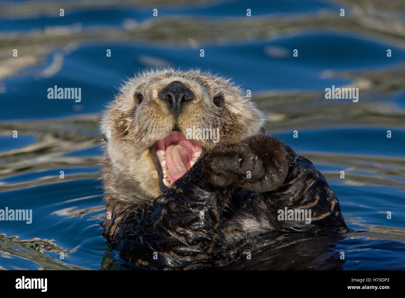 Sea Otter (Enhydra lutris) yawning, Monterey Bay, California Stock