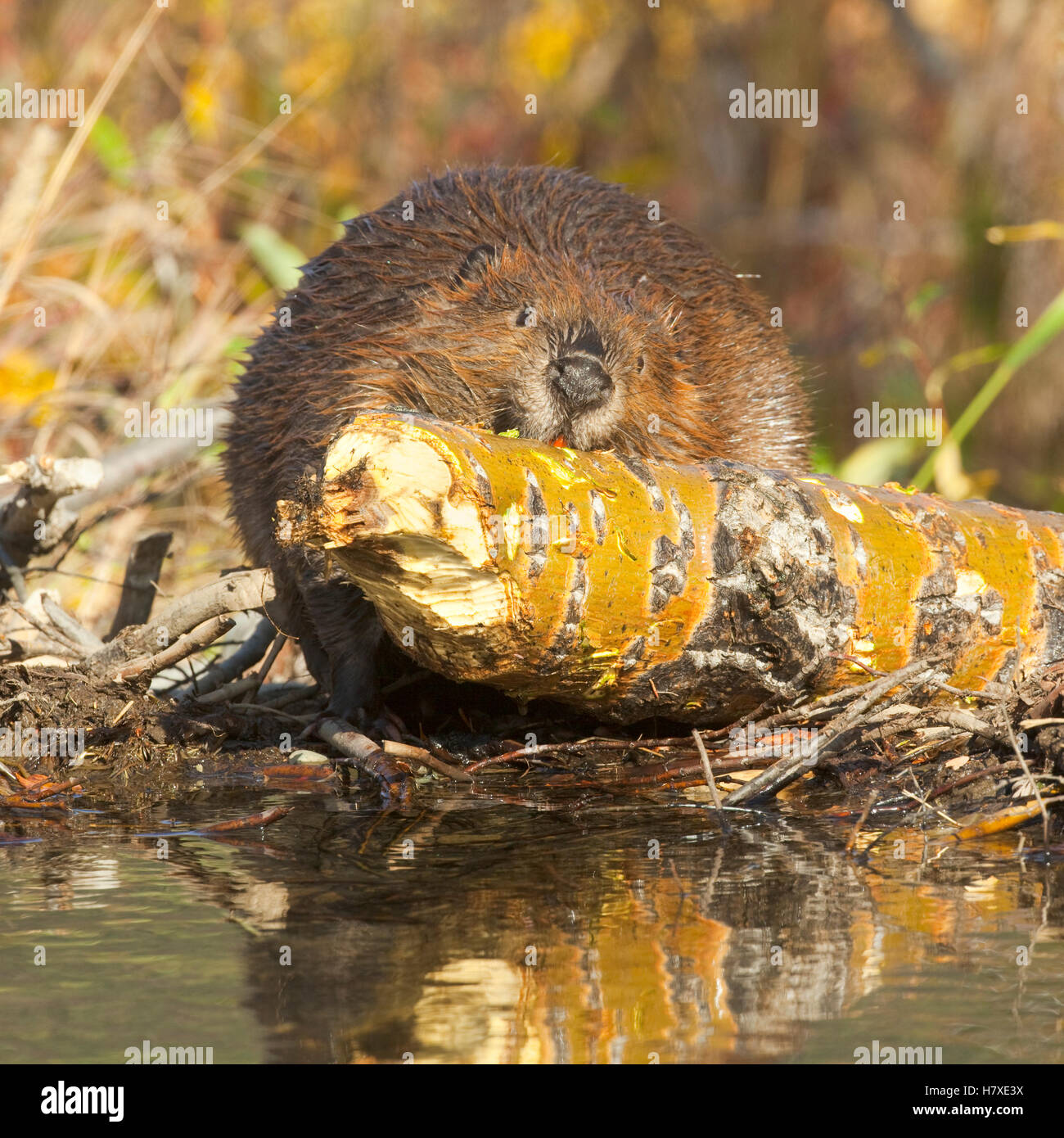 American Beaver (Castor canadensis) feeding on bark of cut tree, Denali ...