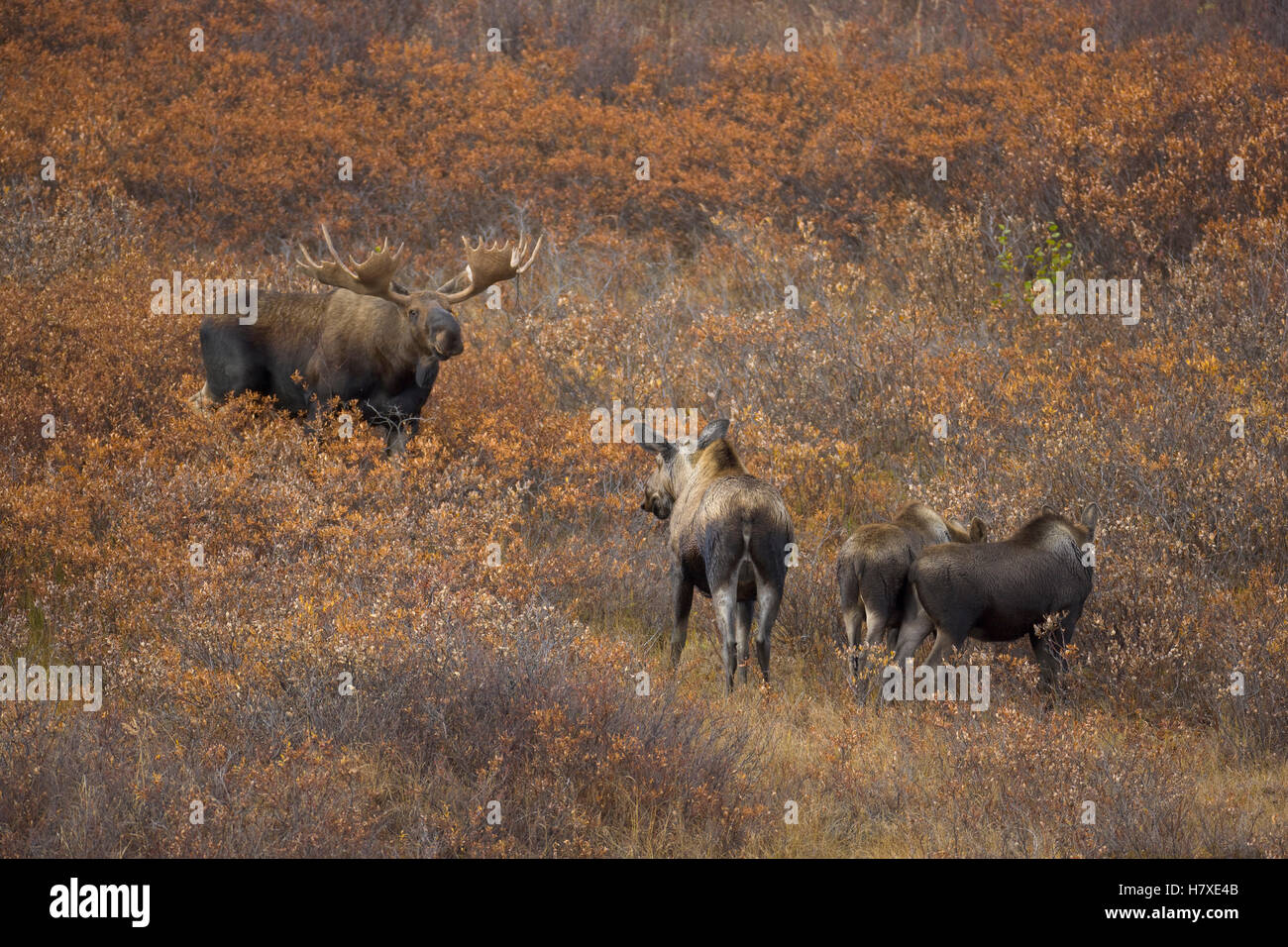 Alaska Moose (Alces alces gigas) male near female with calves during ...