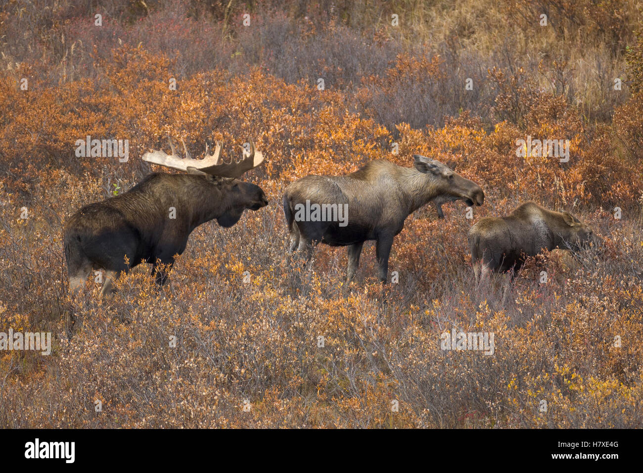 Alaska Moose (Alces alces gigas) male smelling female with calves ...