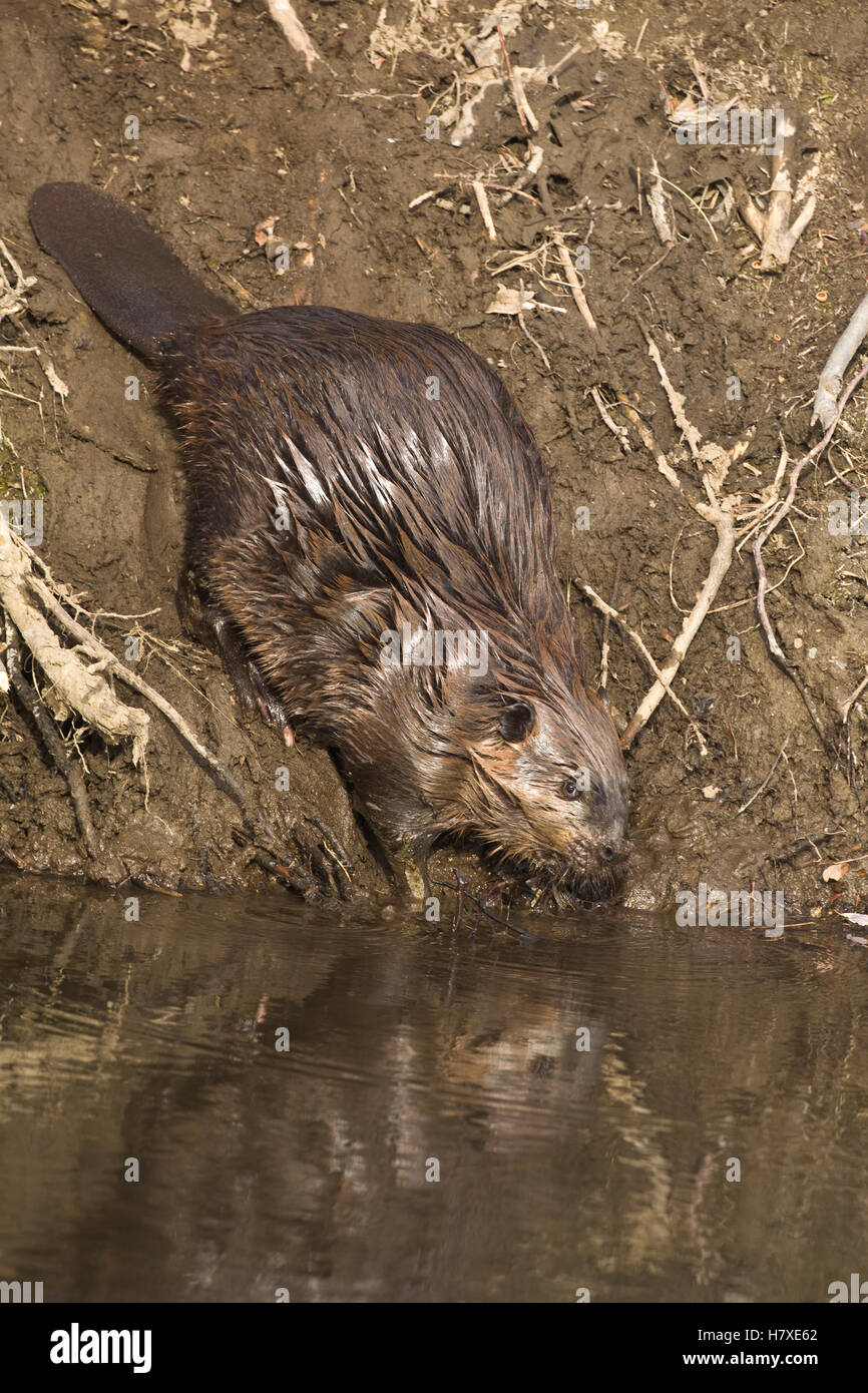 Beaver Sliding American Beaver (Castor canadensis) sliding on muddy bank from top of ...