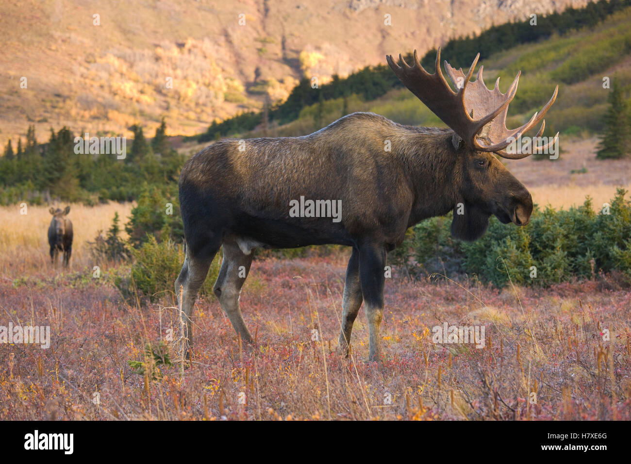Alaska Moose (Alces alces gigas) bull and distant cow during breeding ...