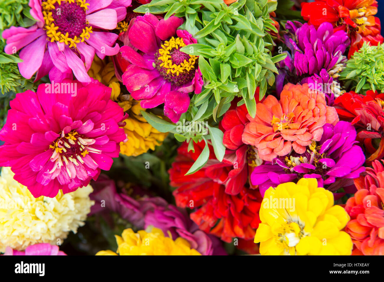 Bouquet of bright colorful flowers in a full frame close-up background Stock Photo