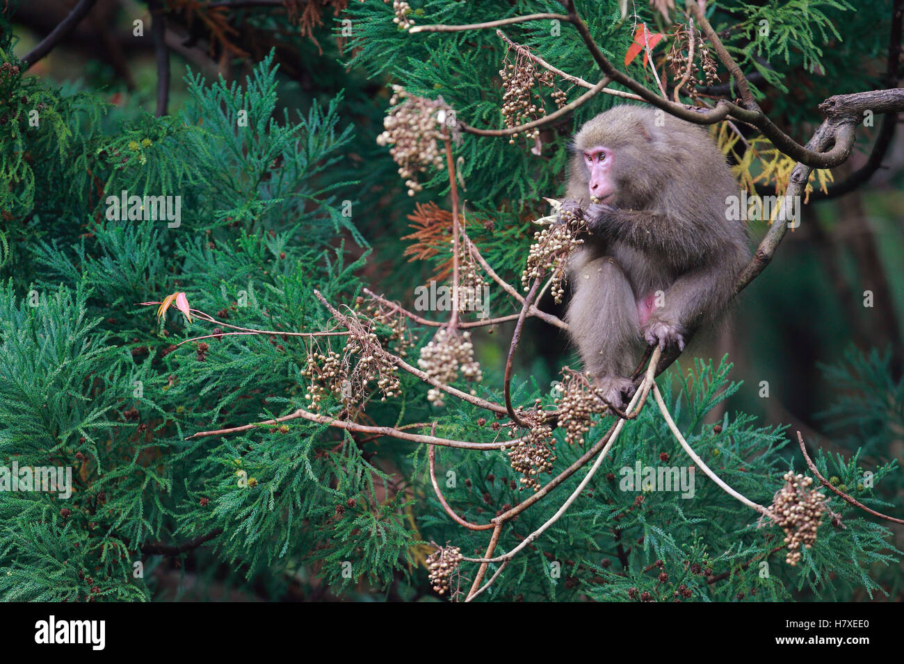 Japanese Macaque (Macaca fuscata) eating in a tree during autumn ...