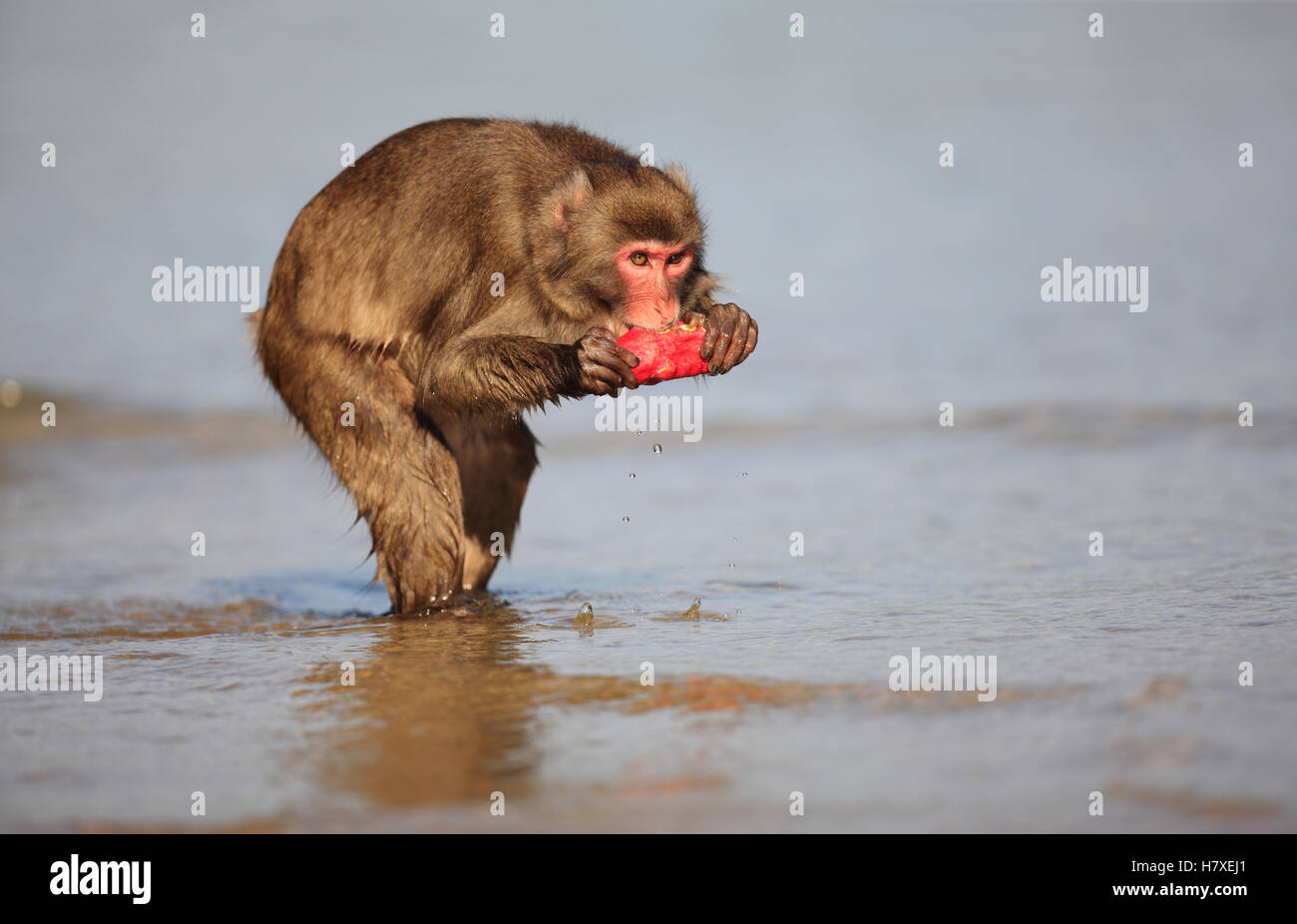 Japanese Macaque (Macaca fuscata) eating a sweet potato after washing it in the ocean, Kojima