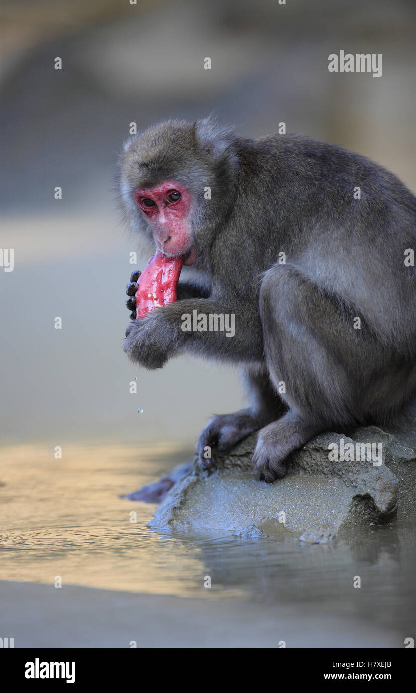Japanese Macaque (Macaca fuscata) eating a sweet potato after washing it, Kojima, Japan Stock