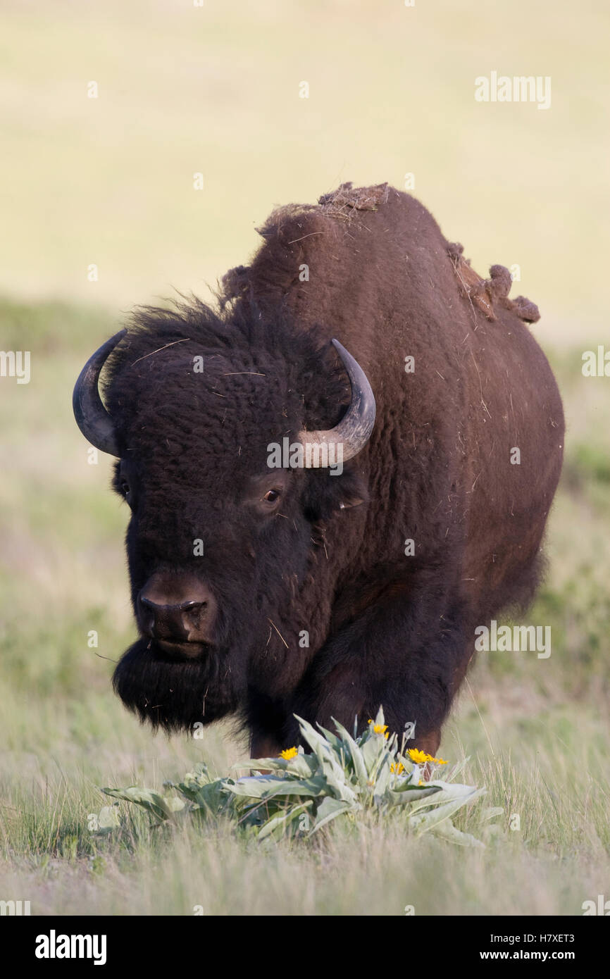 American Bison (Bison bison) on a spring prairie, Moise, Montana Stock ...