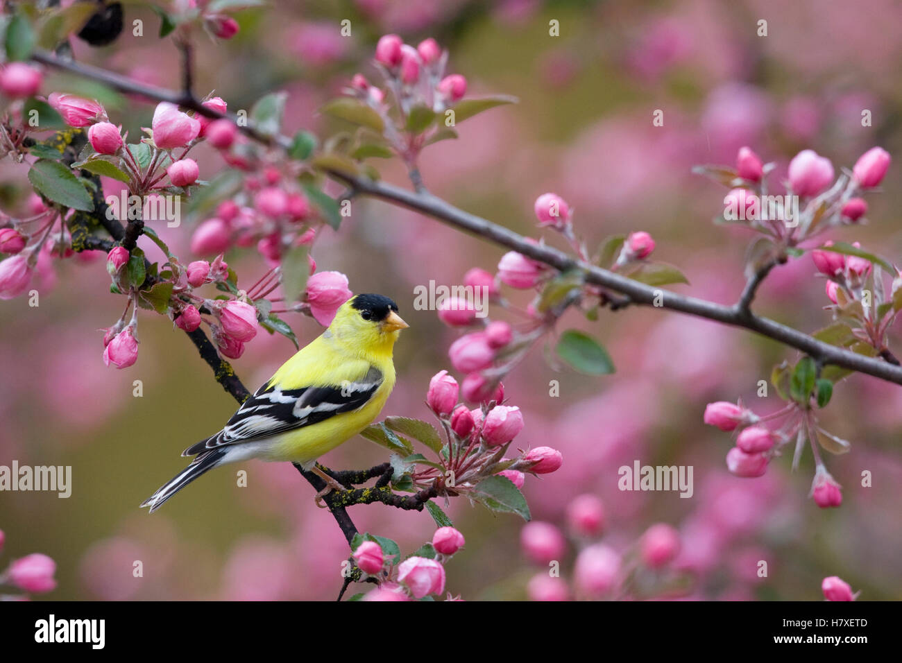 American Goldfinch (Carduelis tristis) in blooming tree, North America