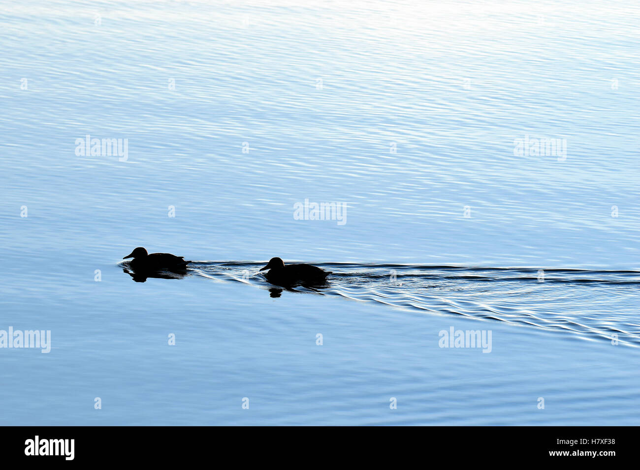 Silhouette ducks swimming on calm sea. Stock Photo