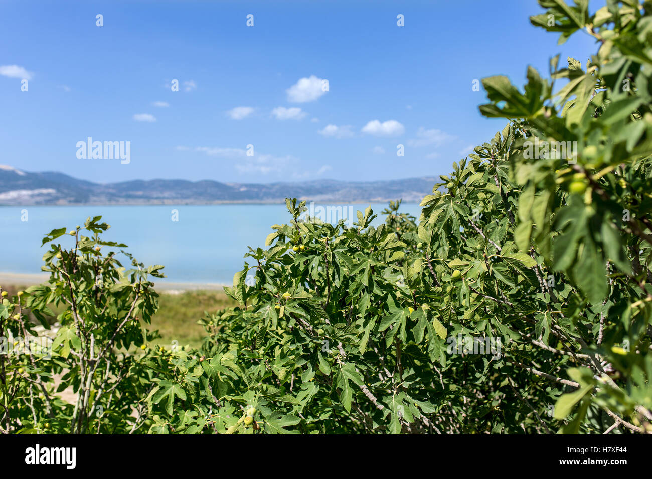 Fig trees near to lake Yarışlı in Burdur Turkey in summer Stock Photo