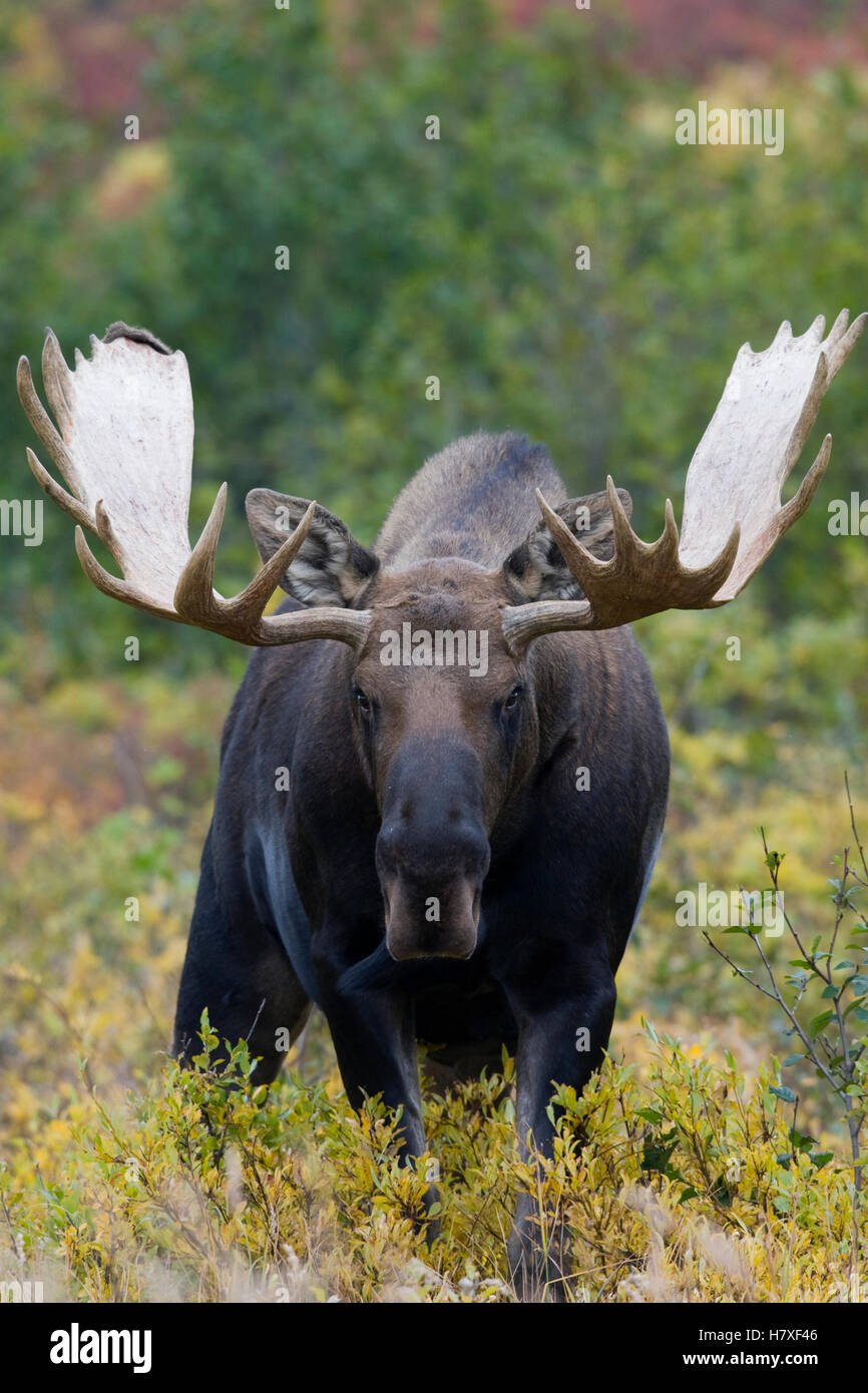 Alaska Moose (Alces alces gigas) bull in fall colored tundra, Denali