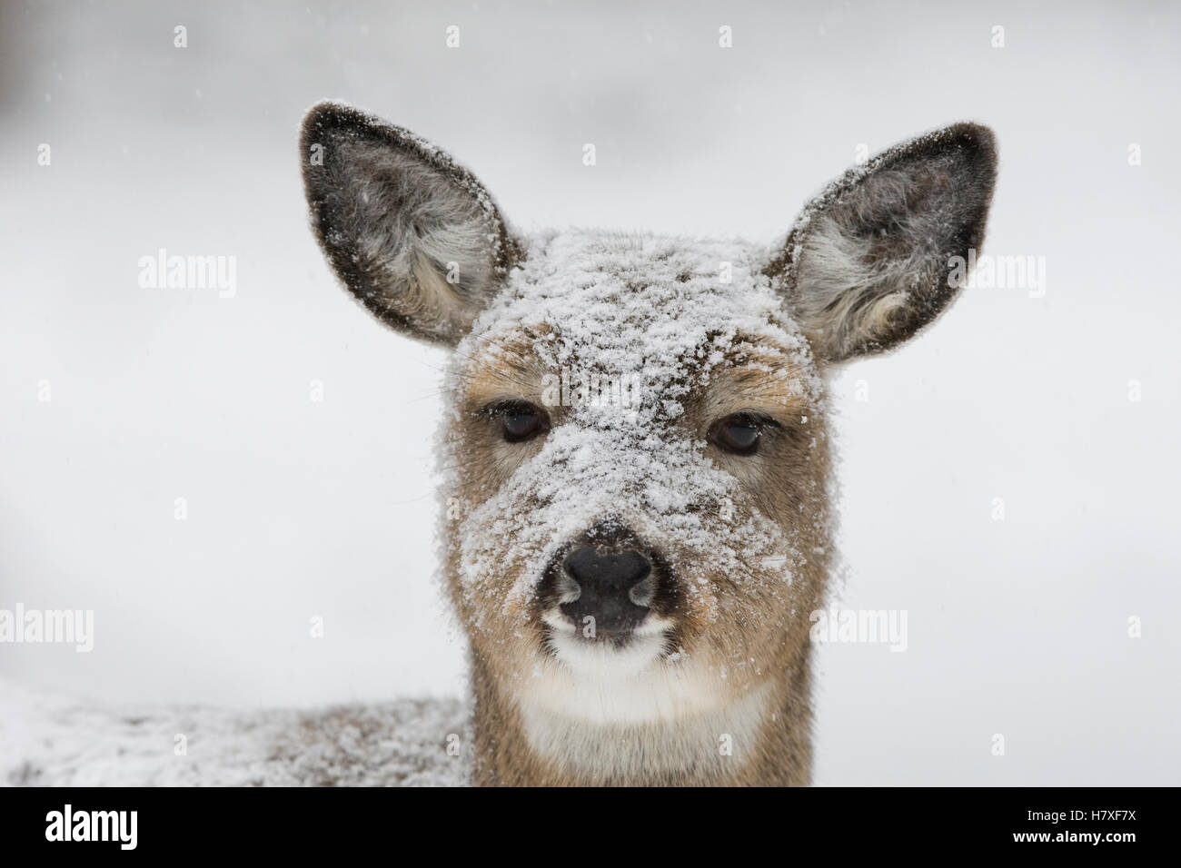 Whitetailed Deer (Odocoileus virginianus) fawn with snow covered face