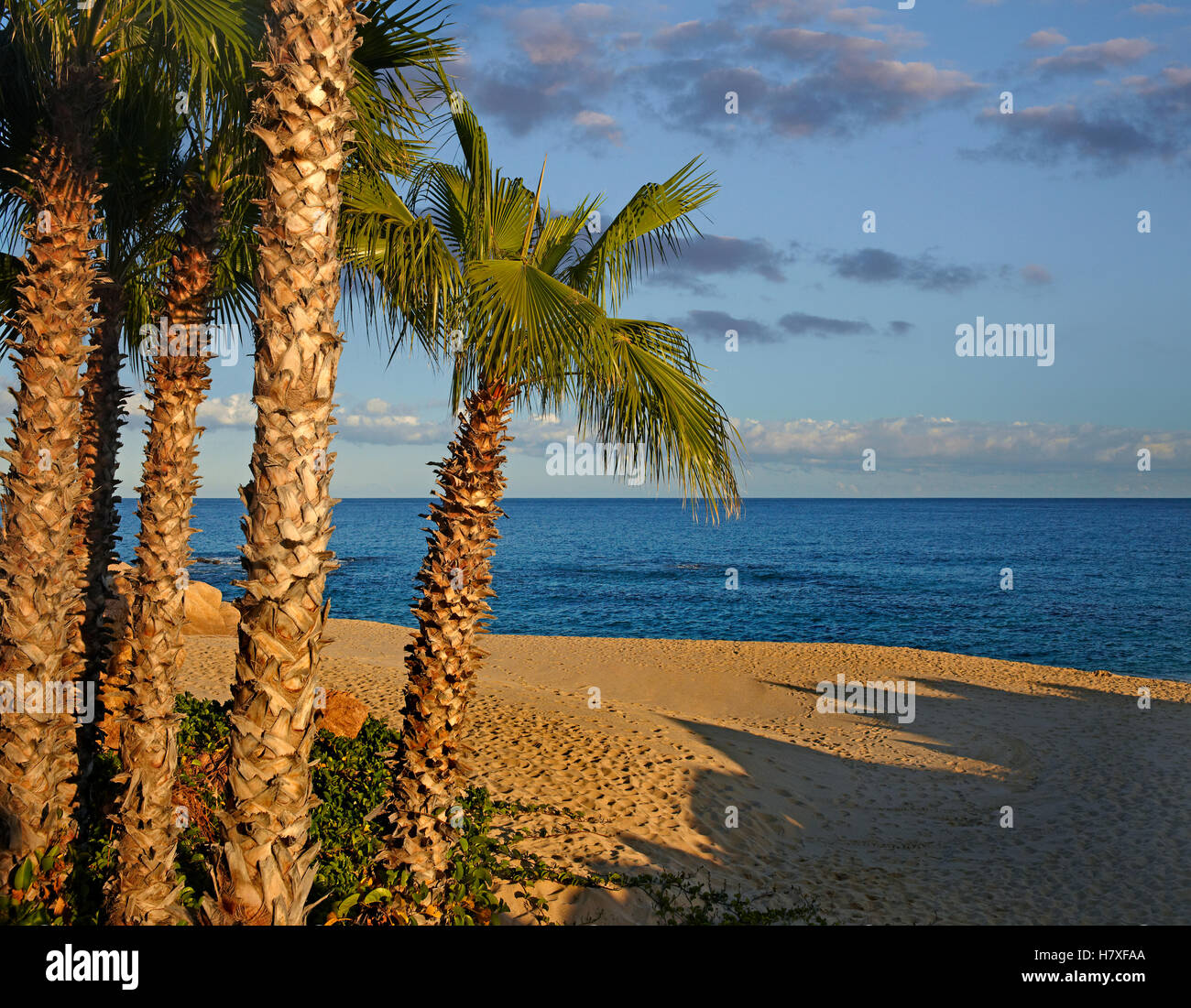 Palm trees at the beach, Baja California, Mexico Stock Photo Alamy
