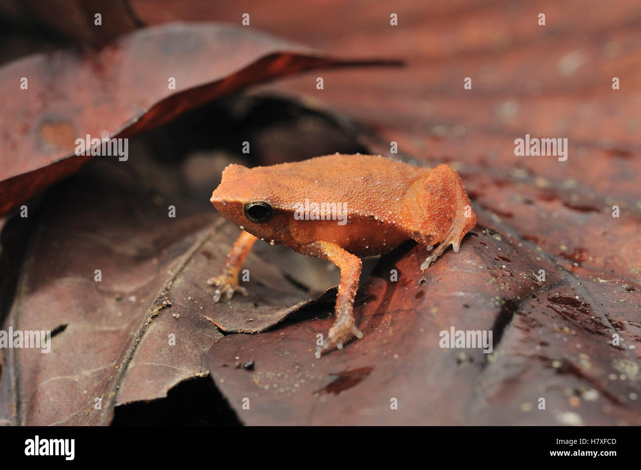 Variable Sticky Frog (Kalophrynus heterochirus), Lambir Hills National Park, Borneo, Malaysia Stock Photo