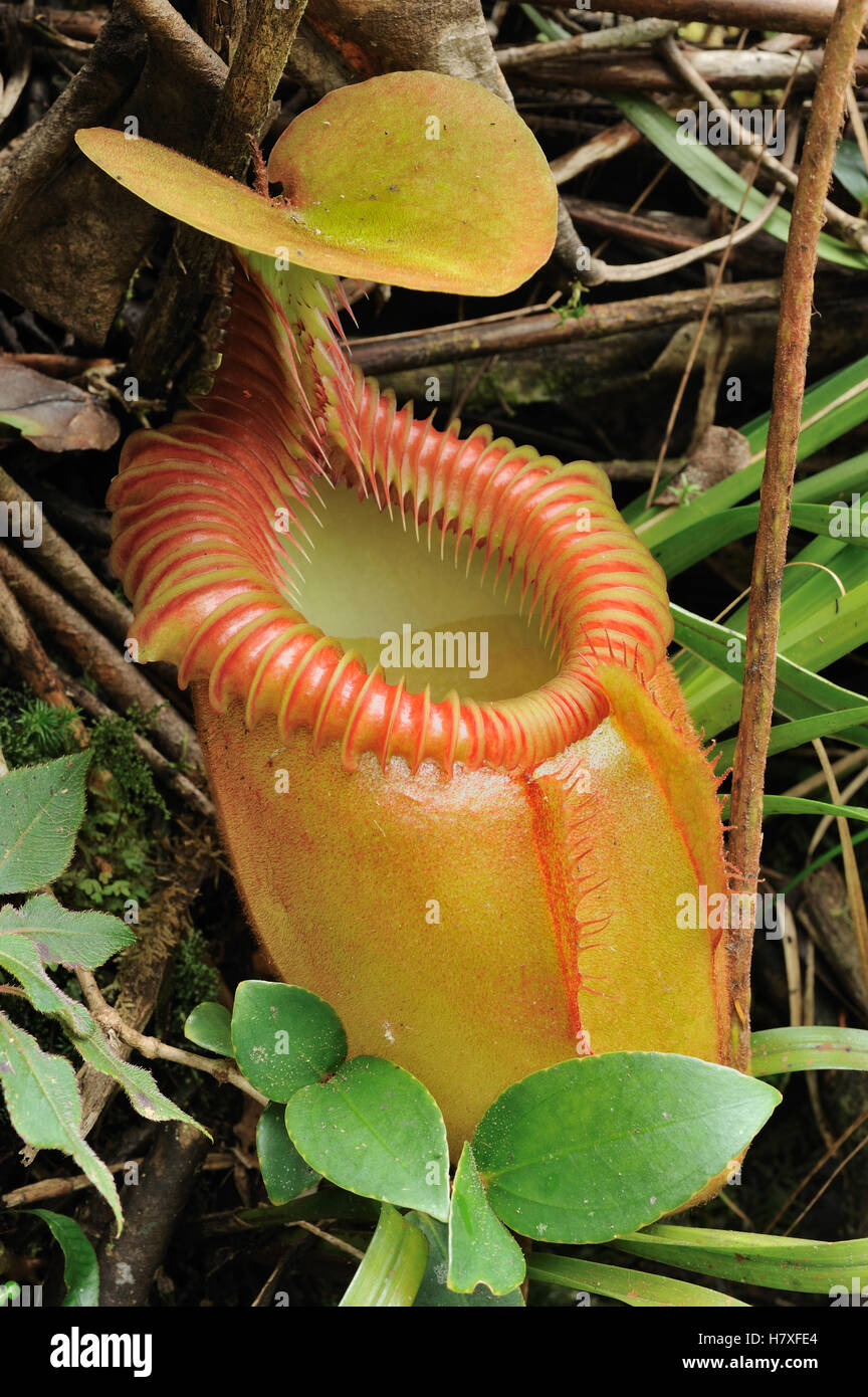 Villose Pitcher Plant (Nepenthes villosa) a high-altitude carnivorous ...