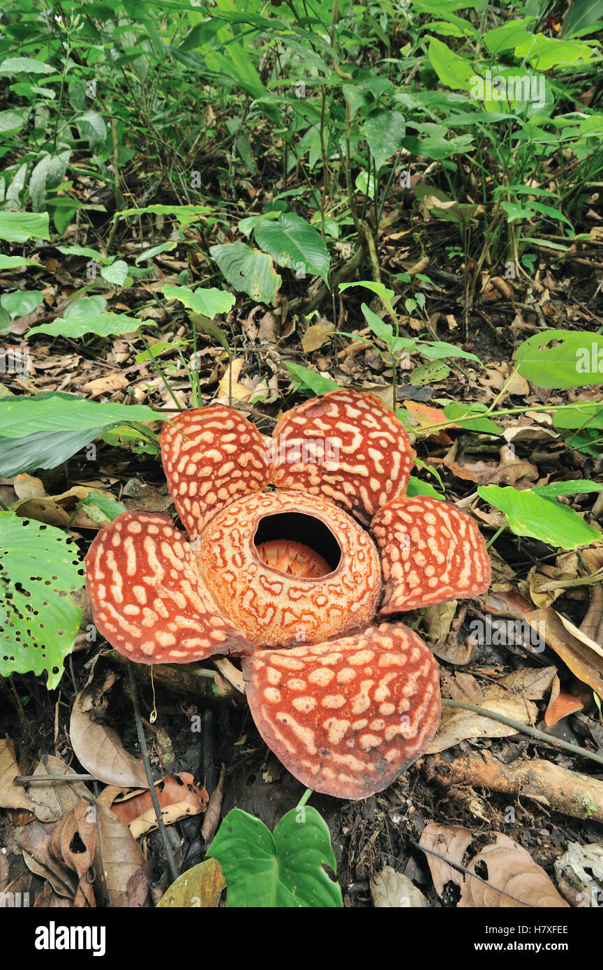 Rafflesia (Rafflesia pricei) flower, Kundasang, Borneo, Malaysia Stock