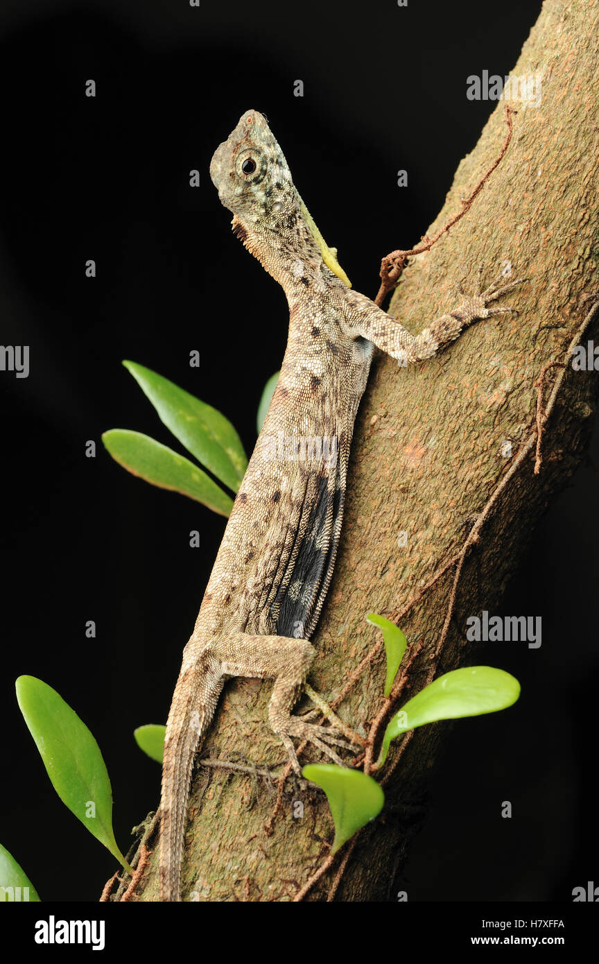 Common Gliding Lizard Draco Sumatranus Male Semengoh Wildlife