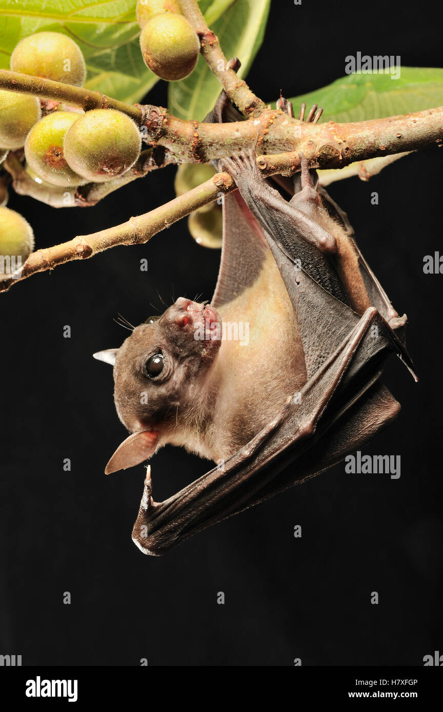 Dayak Fruit Bat (Dyacopterus spadiceus) roosting near fruit, Bintulu