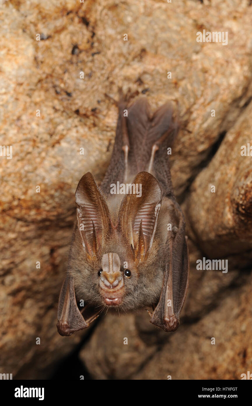 Lesser False Vampire Bat (Megaderma spasma) roosting in cave, Sekunyit