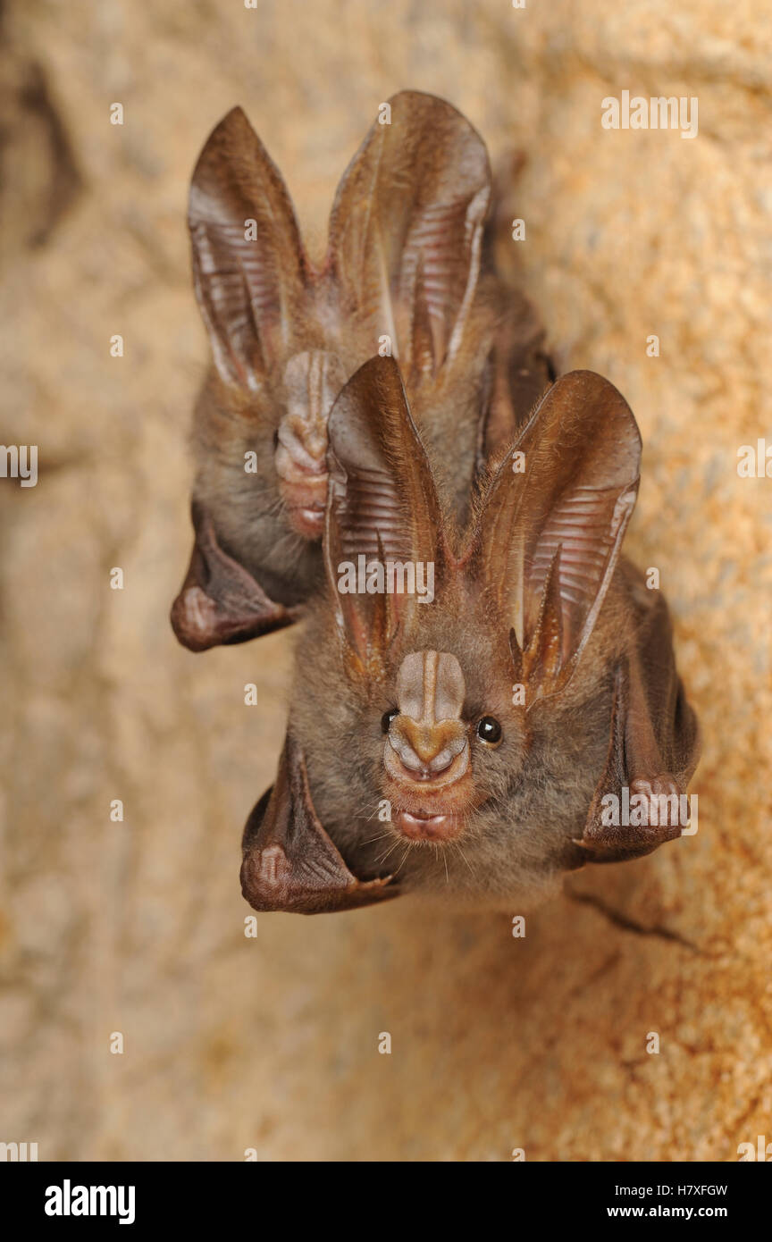 Lesser Vampire Lesser False Vampire Bat (Megaderma spasma) pair roosting in cave ...