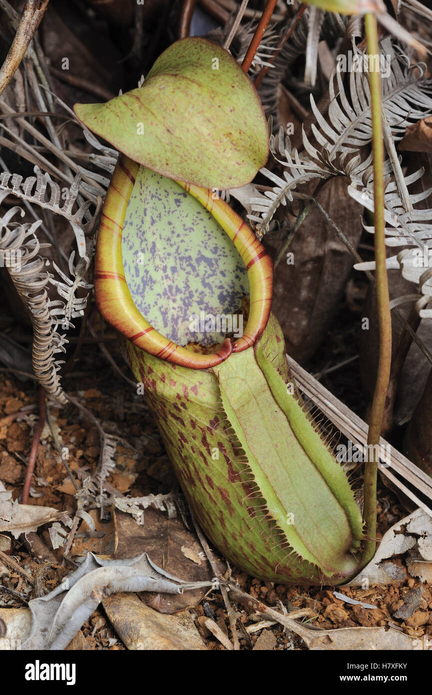 Hoe verzorg je een Nepenthes plant
