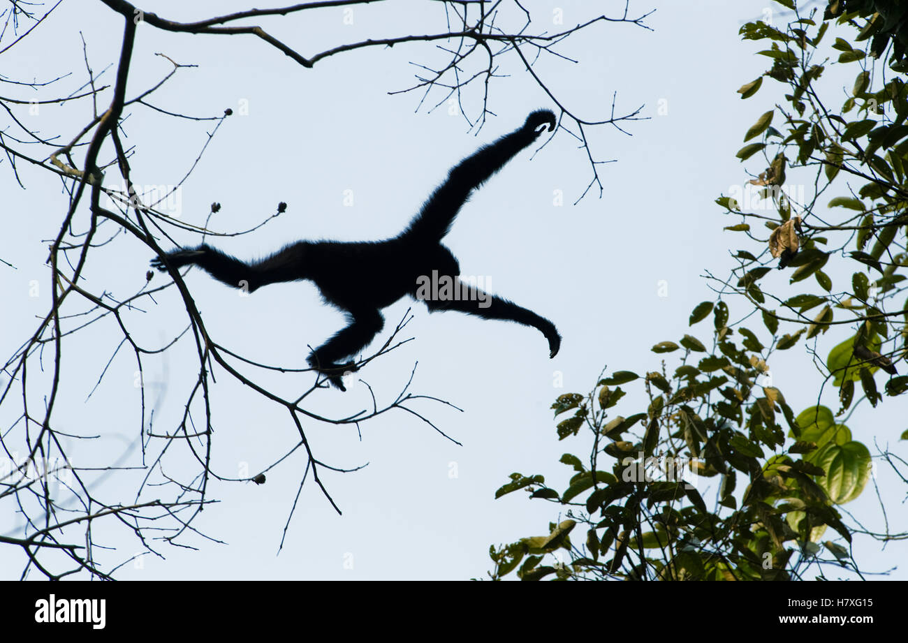 Hoolock Gibbon (Hylobates hoolock) male jumping between trees, Gibbon