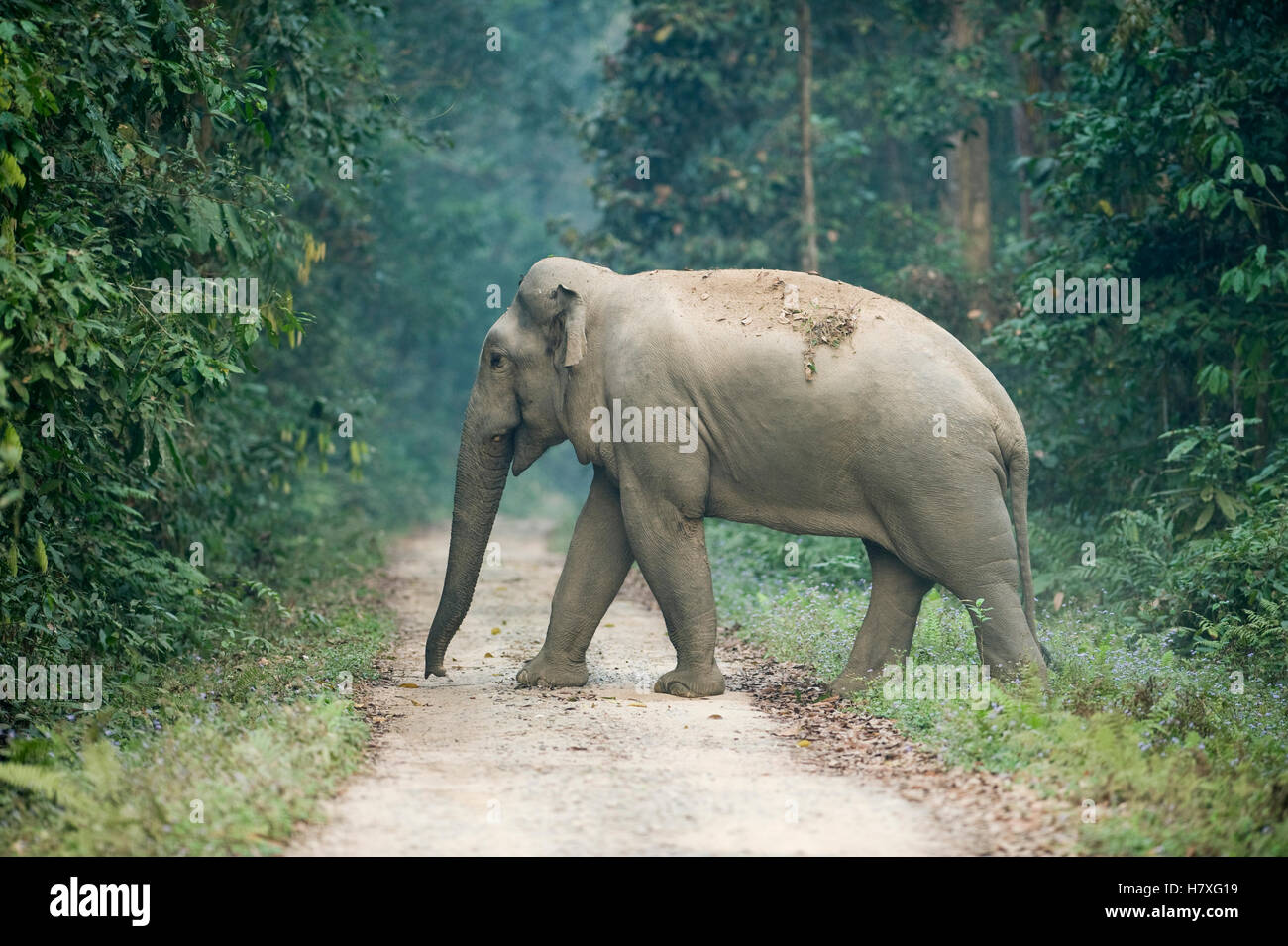 Asian Elephant (Elephas maximus) crossing road, Gibbon Wildlife