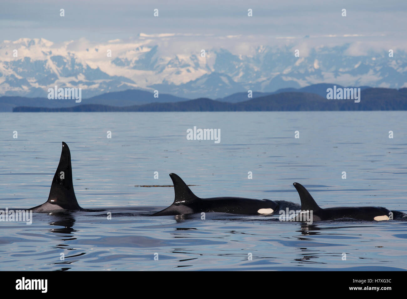 Orca (Orcinus orca) male and females, part of the resident pod, Prince ...