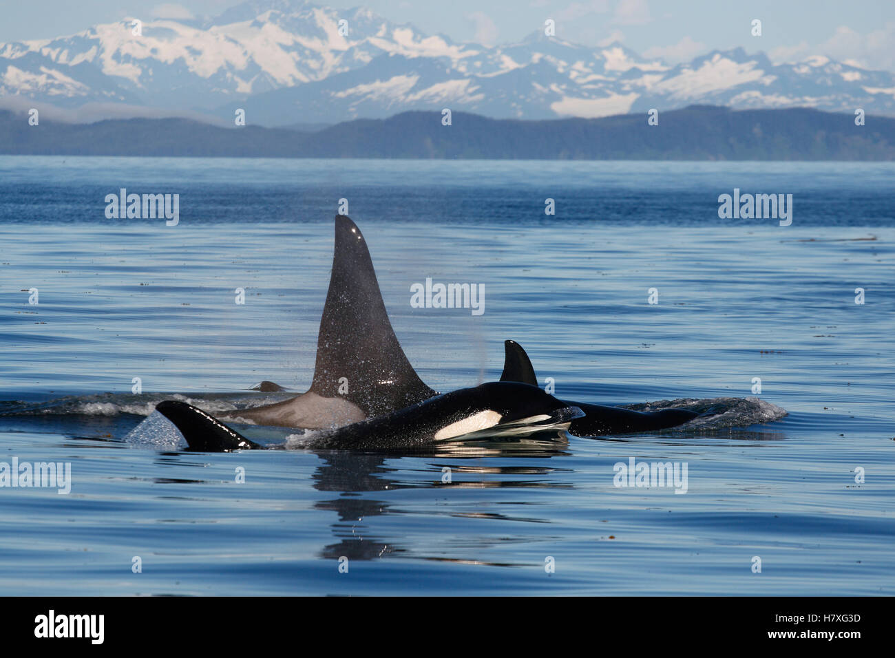 Orca (Orcinus orca) male and females, part of the resident pod, Prince ...