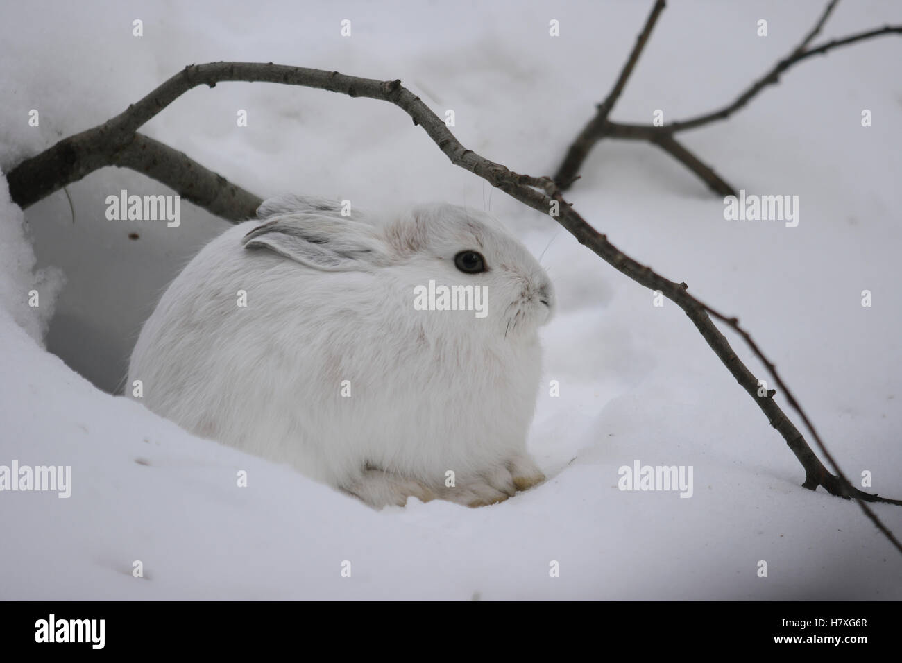 Snowshoe Hare (Lepus americanus) in snow, Glacier National Park