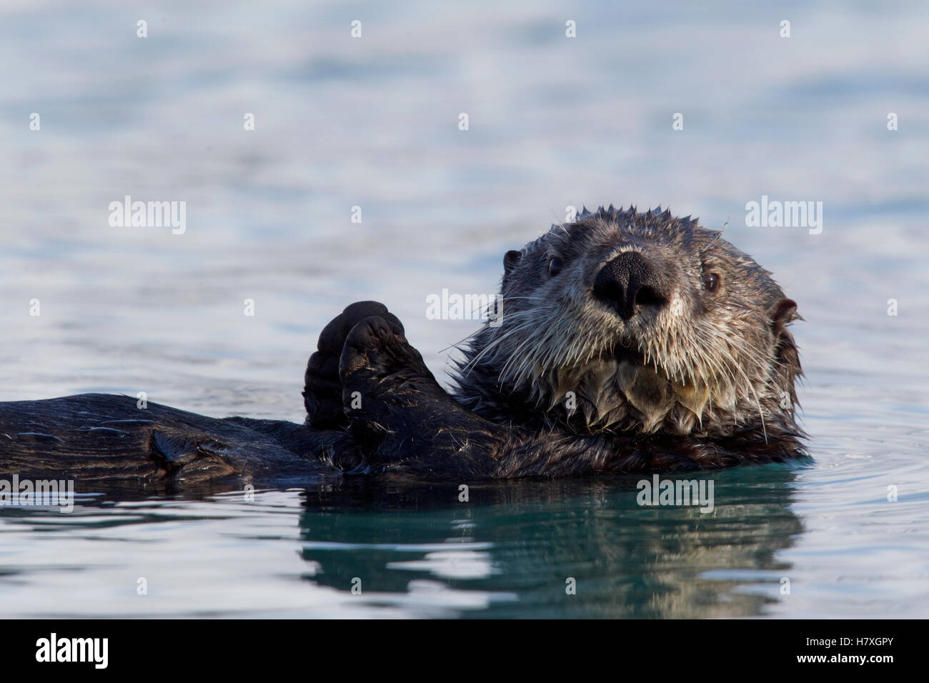 Sea Otter (Enhydra lutris), Prince William Sound, Alaska Stock Photo