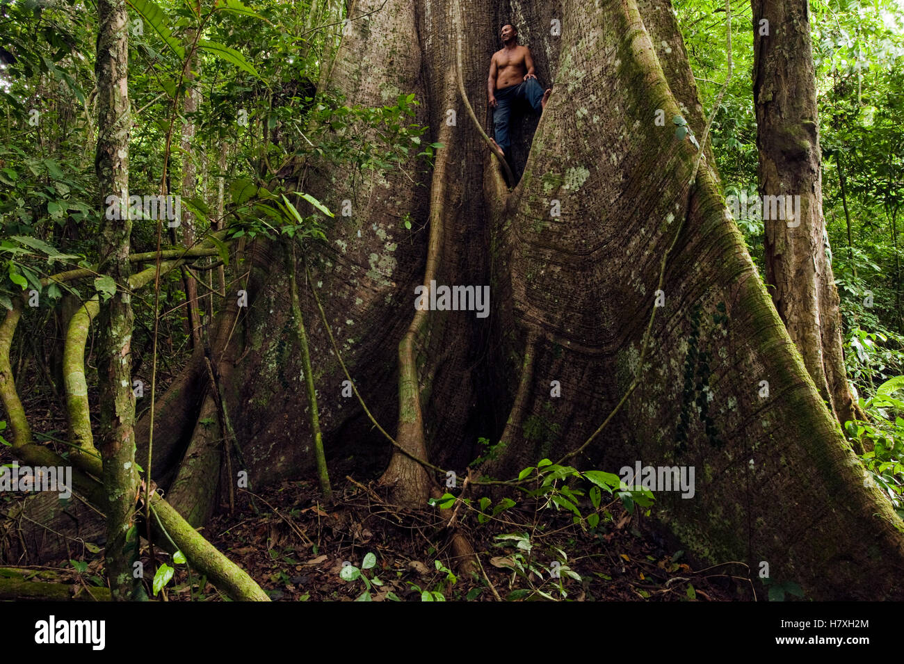 Silk Cotton Tree (Ceiba pentandra) buttress root, Rewa River, Guyana