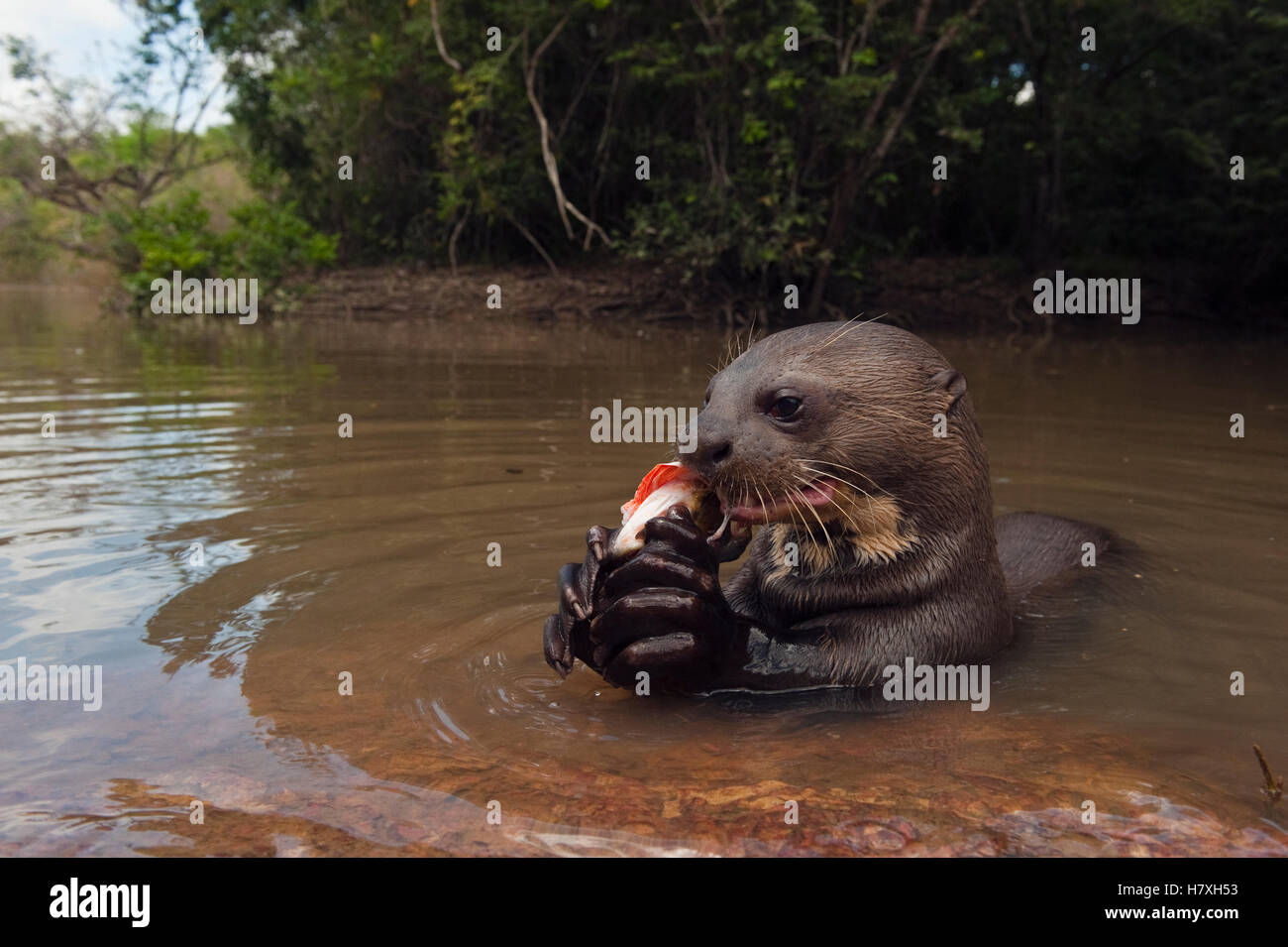 Giant River Otter (Pteronura brasiliensis) eating fish, Karanambu Trust ...
