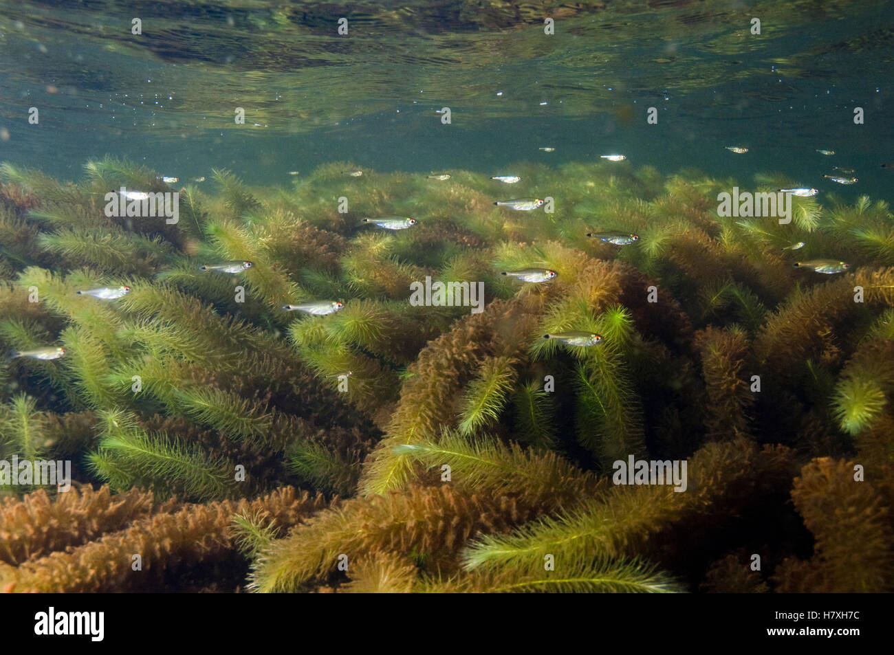 Blacktailed Tetra (Hemigrammus levis) young, Rupununi, Guyana Stock