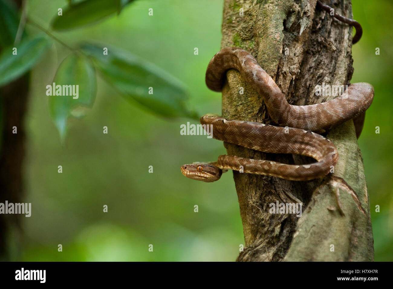Common Tree Boa (Corallus hortulanus) wrapped around tree trunk
