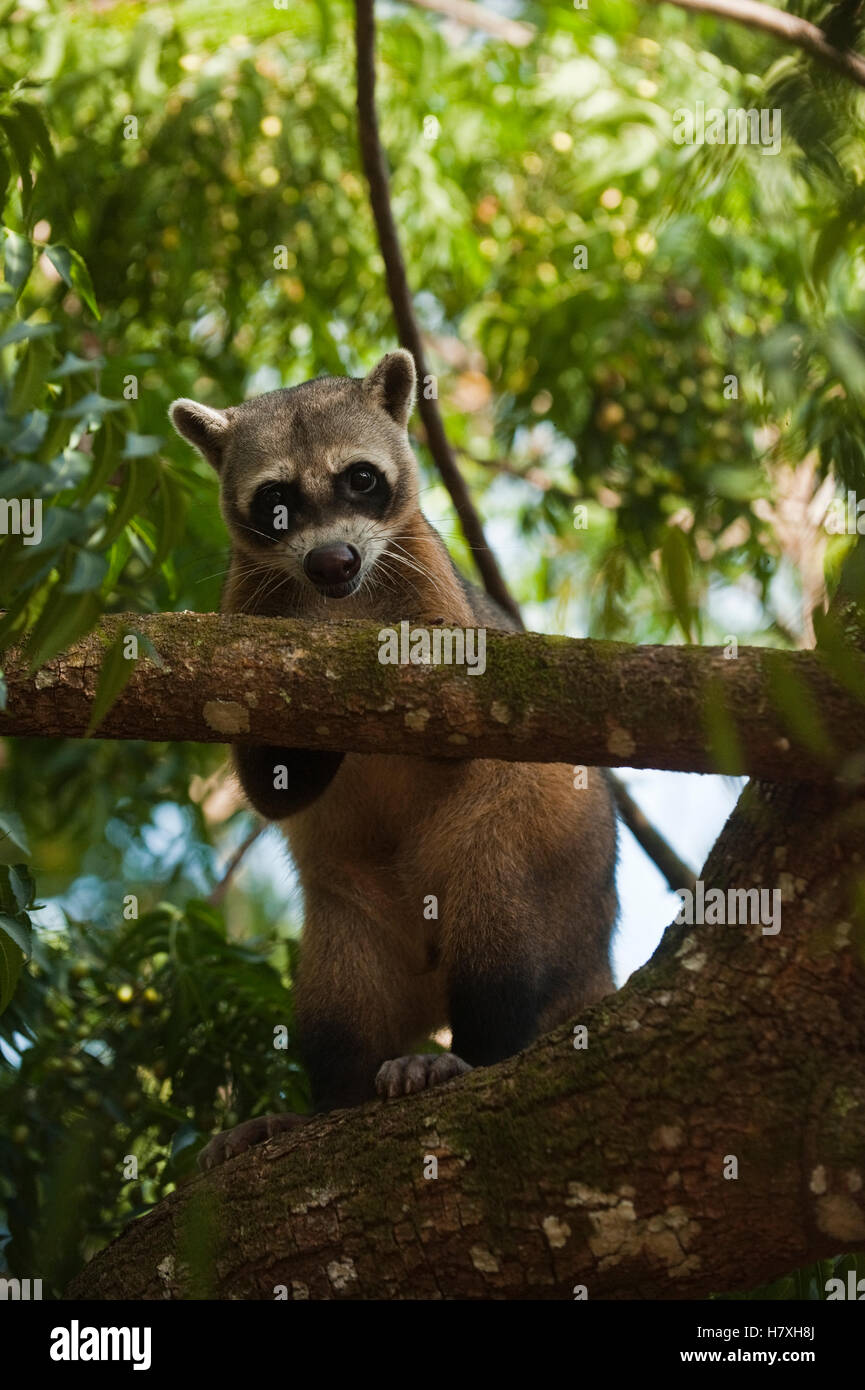 Crabeating Raccoon (Procyon cancrivorus), habituated individual
