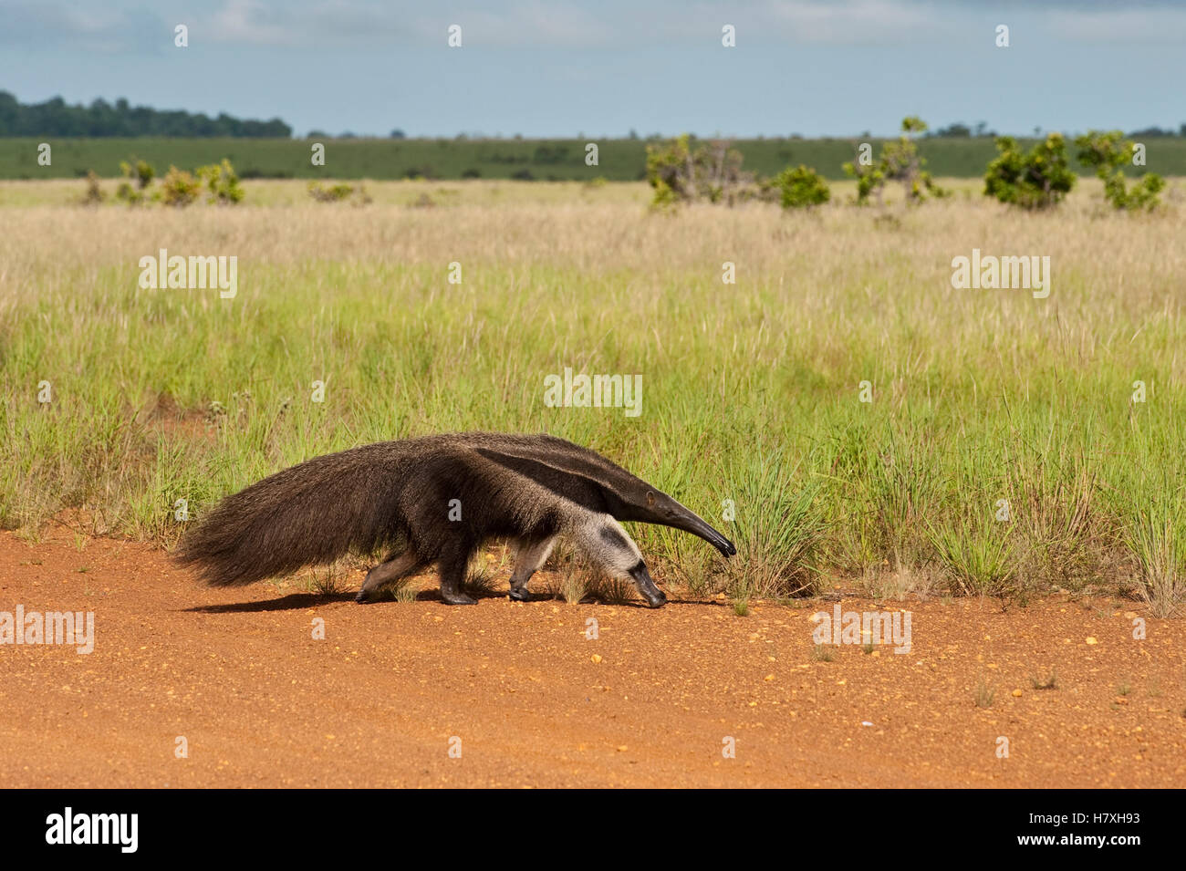 Giant Anteater (Myrmecophaga tridactyla), Rupununi, Guyana Stock Photo
