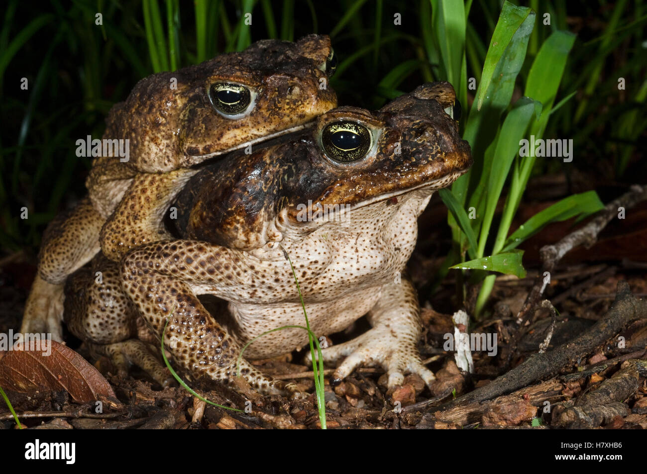 Cane Toad (Bufo marinus) pair mating, Iwokrama Rainforest Reserve