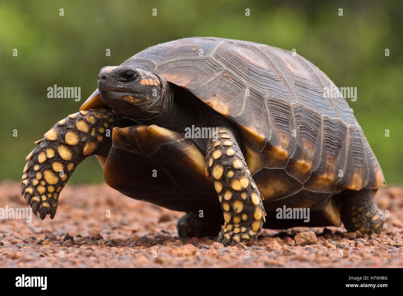 Yellow-footed Tortoise (Geochelone denticulata), Iwokrama Rainforest ...