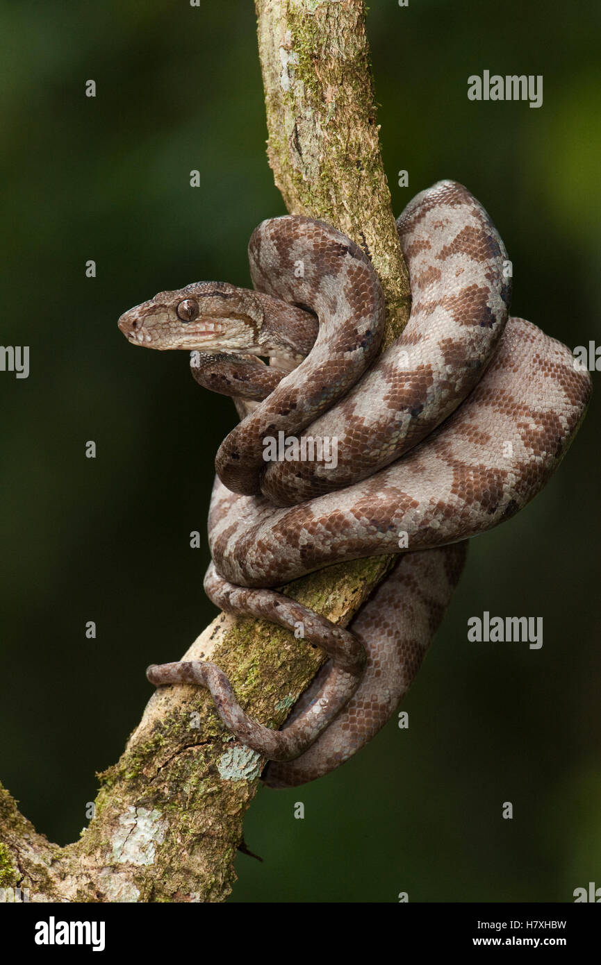 Common Tree Boa (Corallus hortulanus) wrapped around branch, Iwokrama