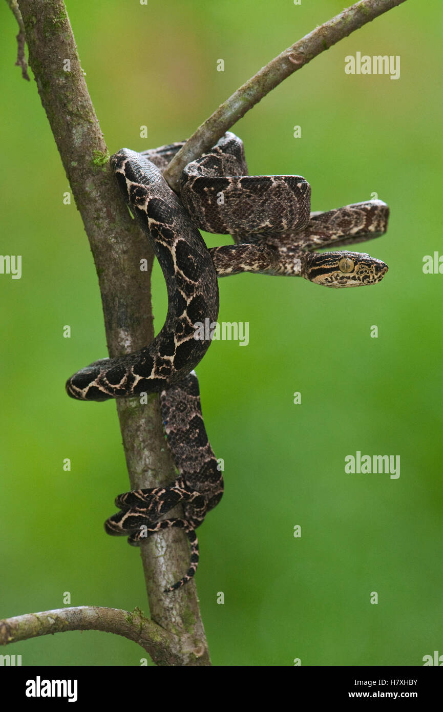 Common Tree Boa (Corallus hortulanus) wrapped around branch, Iwokrama Rainforest Reserve, Guyana