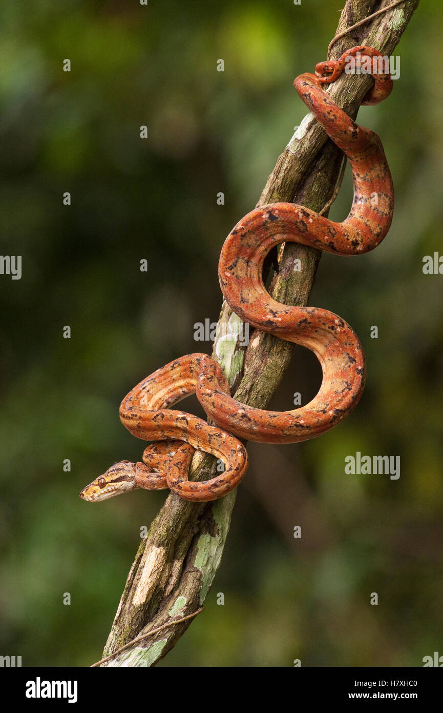 Common Tree Boa (Corallus hortulanus) climbing in tree, Iwokrama