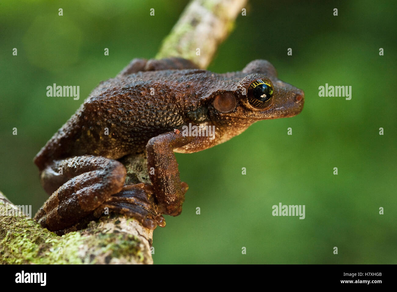 Manaus Slender-legged Treefrog (Osteocephalus taurinus), Iwokrama Rainforest Reserve, Guyana Stock Photo