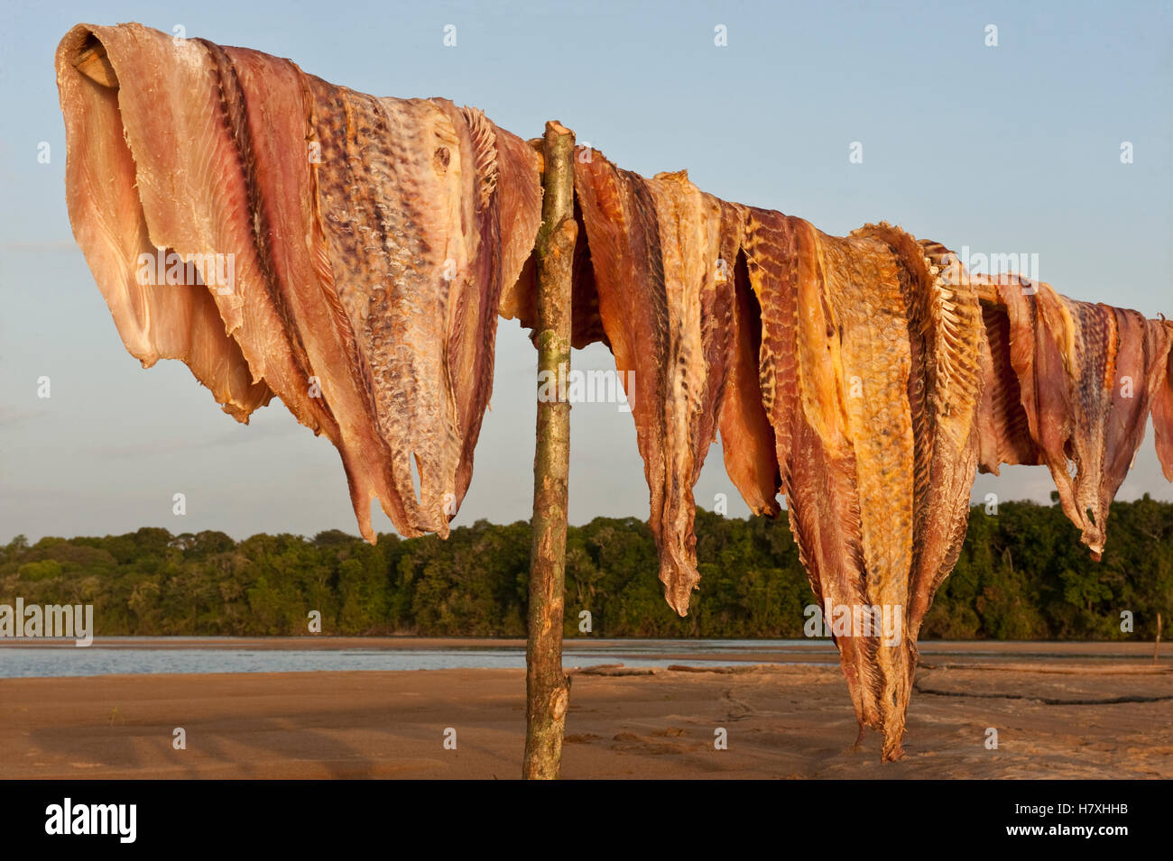 Arapaima (Arapaima gigas) meat drying in sun from legal harvest ...