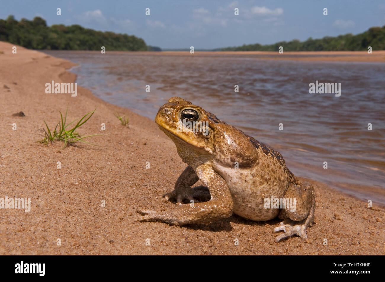 Cane Toad (Bufo marinus) on riverbank, Essequibo River, Iwokrama ...
