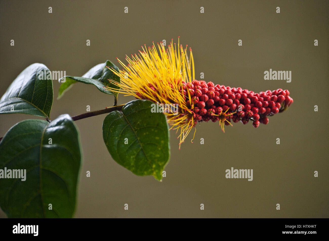 Monkey Brush Vine rotundifolium) flowering, Iwokrama
