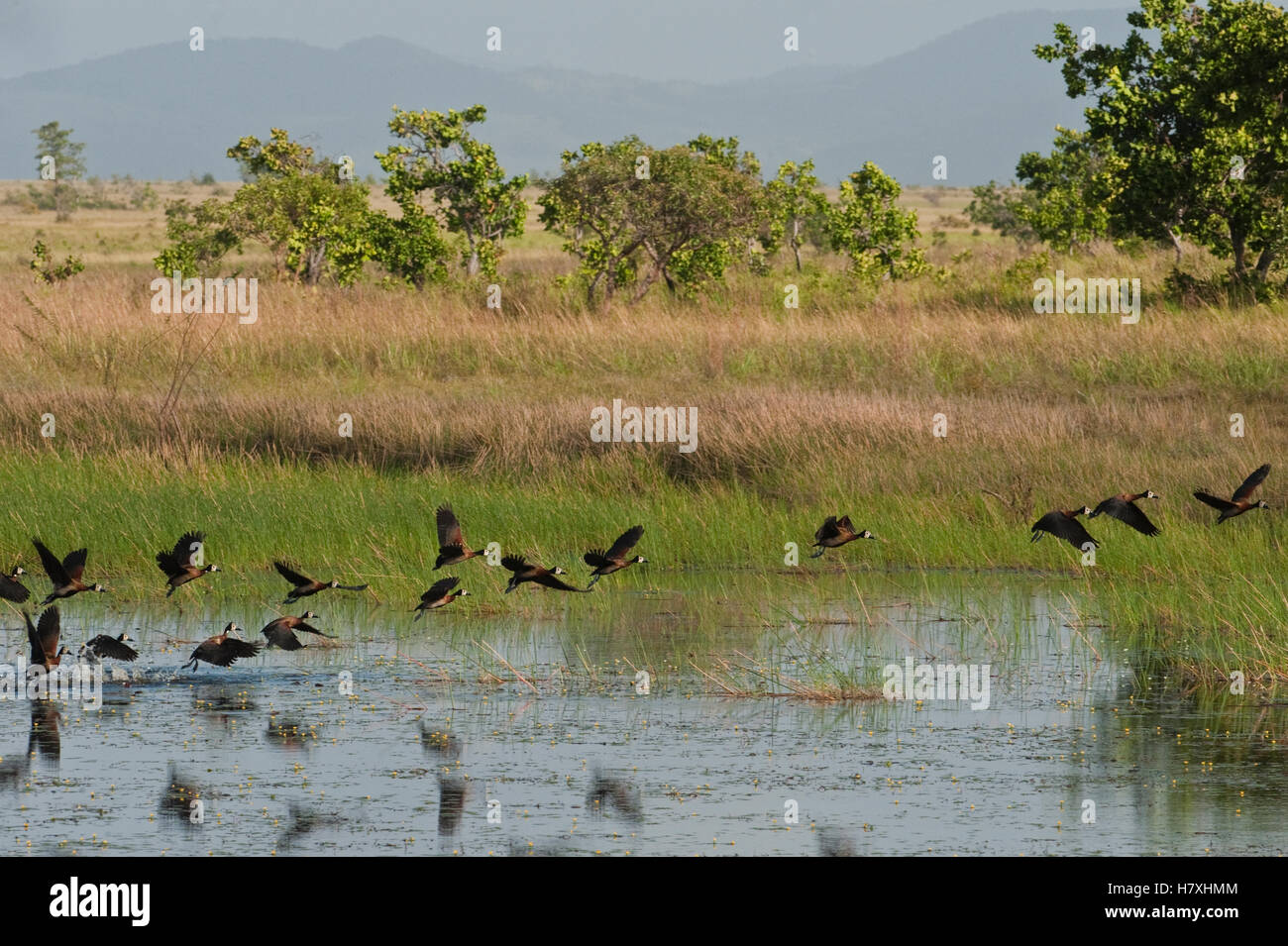 White-faced Whistling-Duck (Dendrocygna viduata) flock taking flight, Karanambu Lodge, Rupununi, Guyana Stock Photo