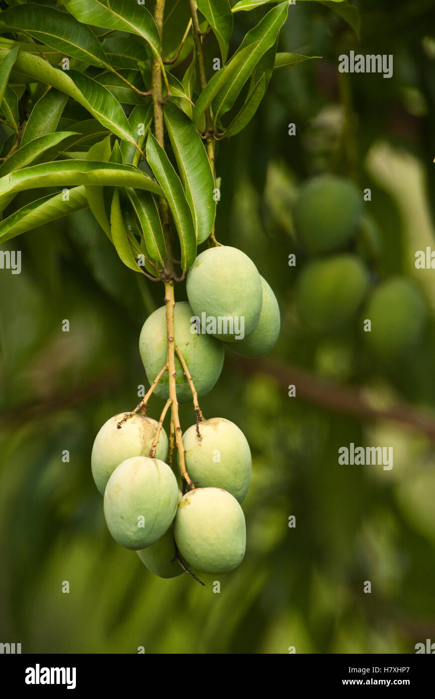 Mango (Mangifera indica) fruit, Rupununi, Guyana Stock Photo Alamy