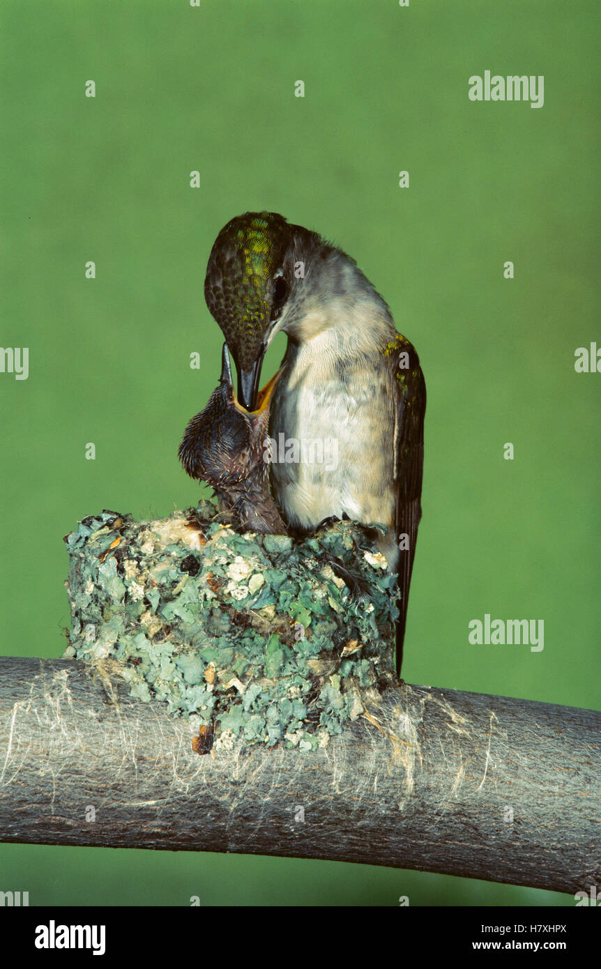 Ruby-throated Hummingbird (Archilochus colubris) female feeding chick, North America Stock Photo