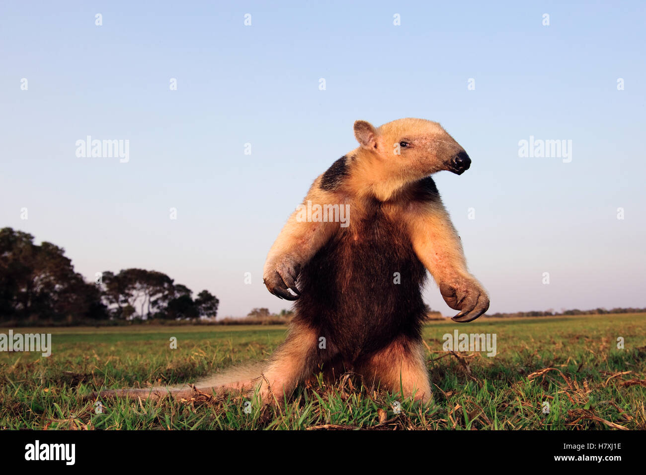 Southern Anteater (Tamandua tetradactyla) in defensive posture ...